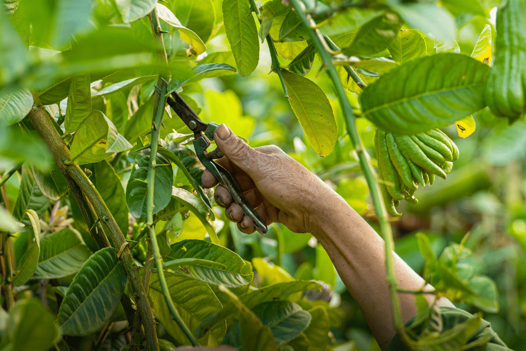 Taille des branches d'un abricotier pour aérer la ramure