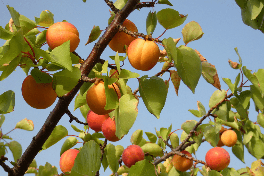 Abricotier chargé de fruits dans un jardin