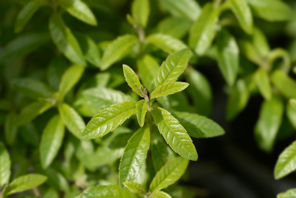 Plantes anti-moustiques en pot pour terrasse et jardin