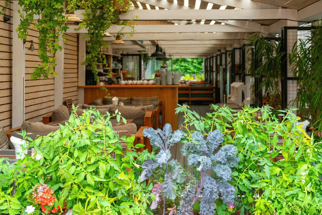 Plantes anti-moustiques sur une terrasse