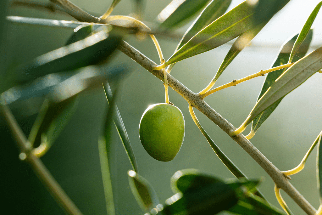 Plantes pour aménager un jardin méditerranéen