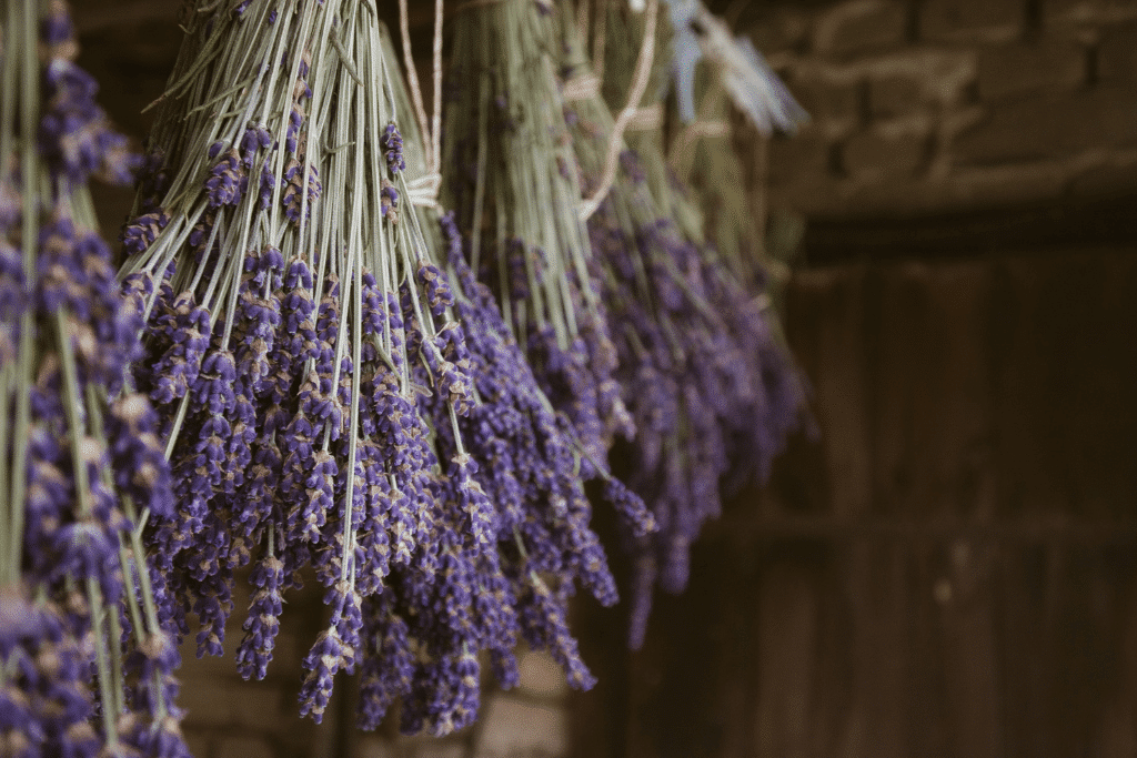 lavande en fleurs
