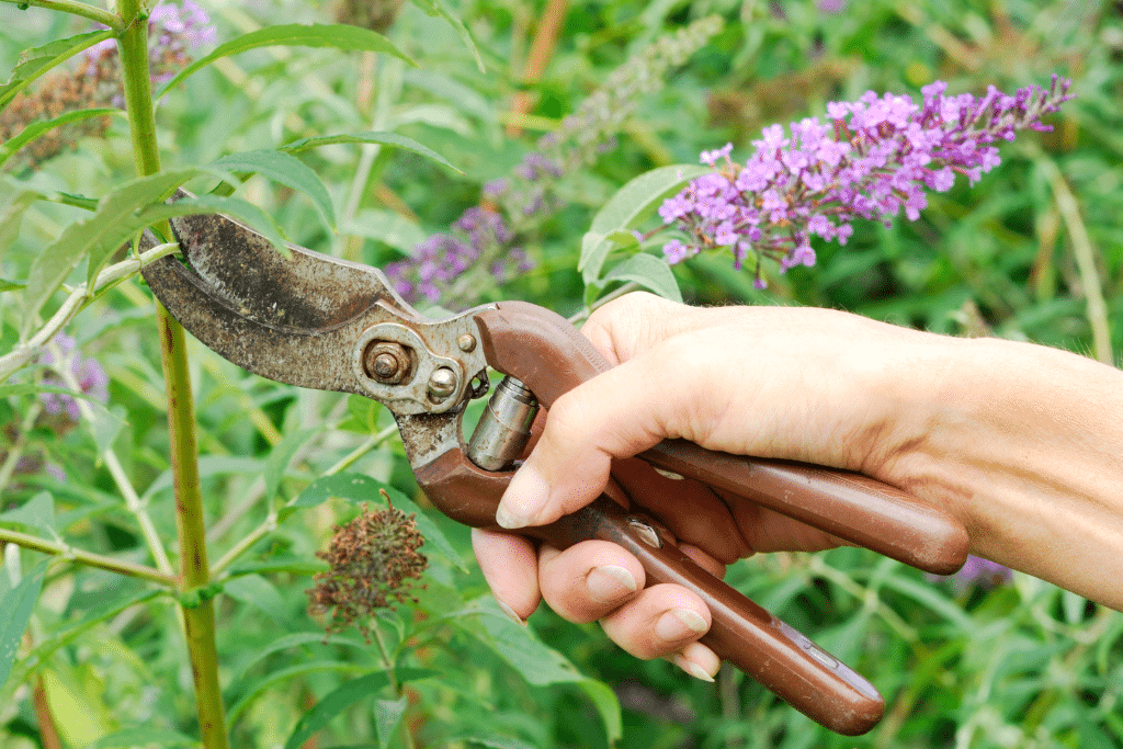 Taille d’un vieux buddleia devenu trop volumineux