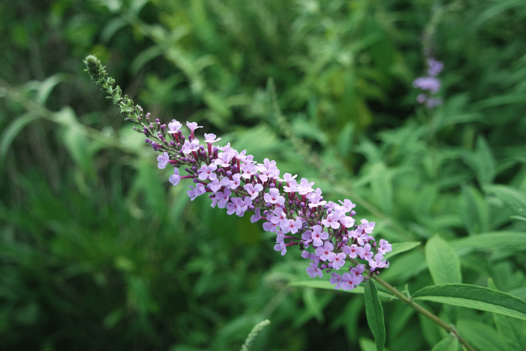 Buddleia en fleurs dans un jardin