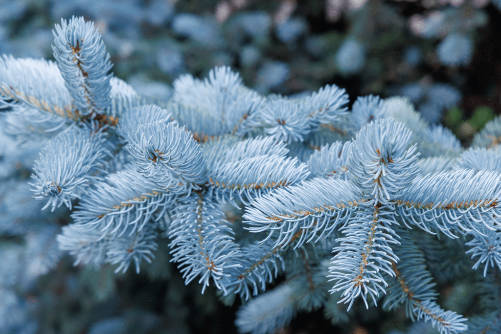 Protection d'une agapanthe contre le froid en hiver