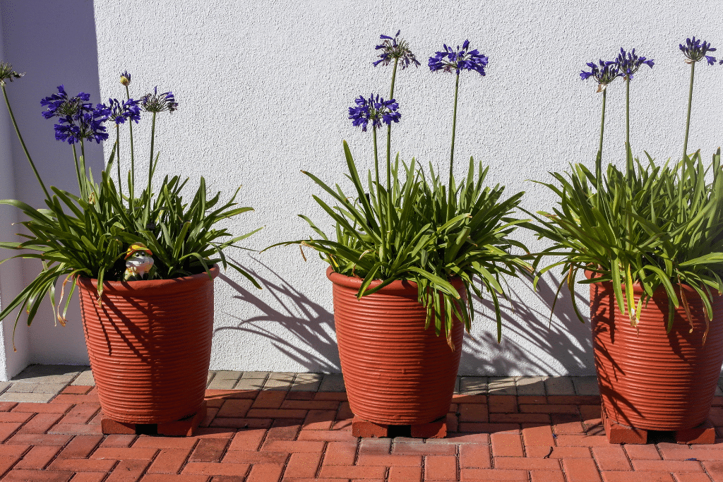 Agapanthe cultivée en pot sur une terrasse
