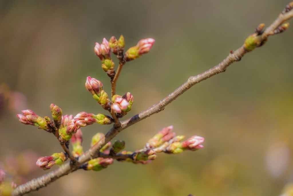 Différence entre un bourgeon à fleur et un bourgeon à bois sur un pommier
