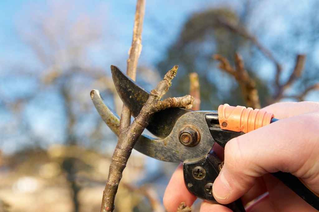 Coupe en biseau d'une branche de pommier au-dessus d'un bourgeon