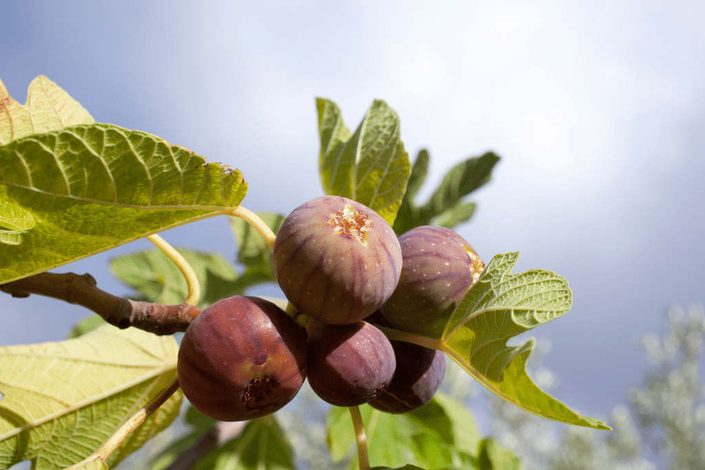 Différents types de figues bifères ou unifères