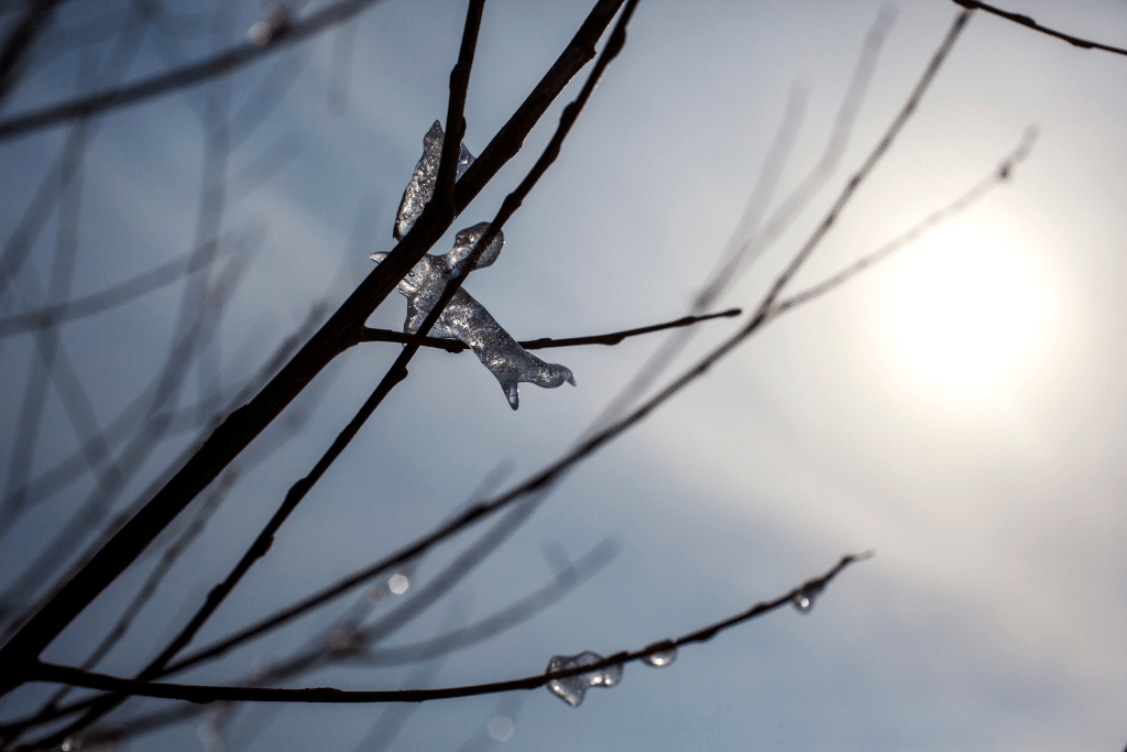 Taille d’un figuier à la fin de l’hiver