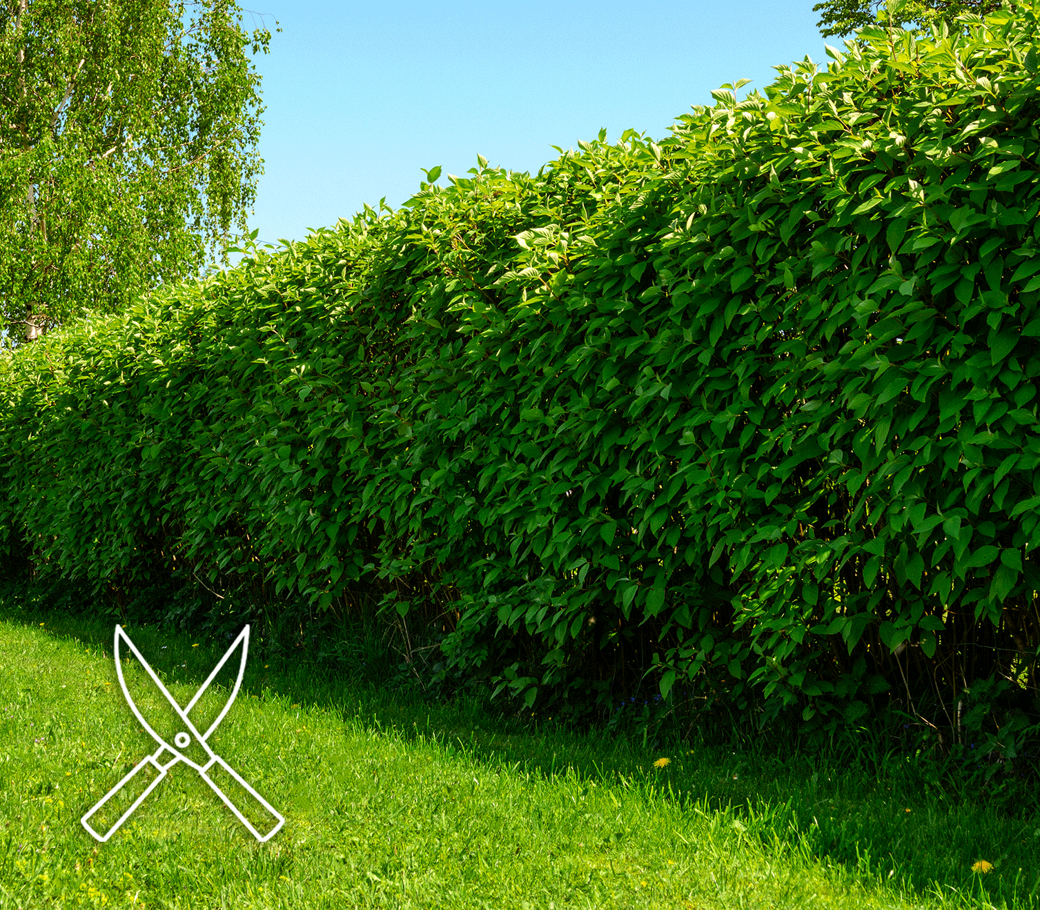 Taille & soin des végétaux