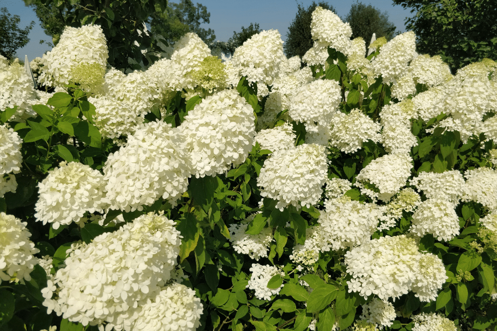 Hydrangea macrophylla