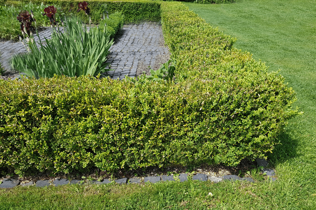 jardin-buis