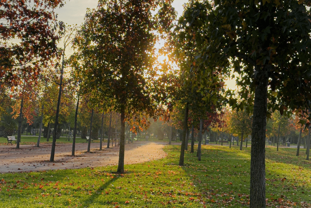parc-automne
