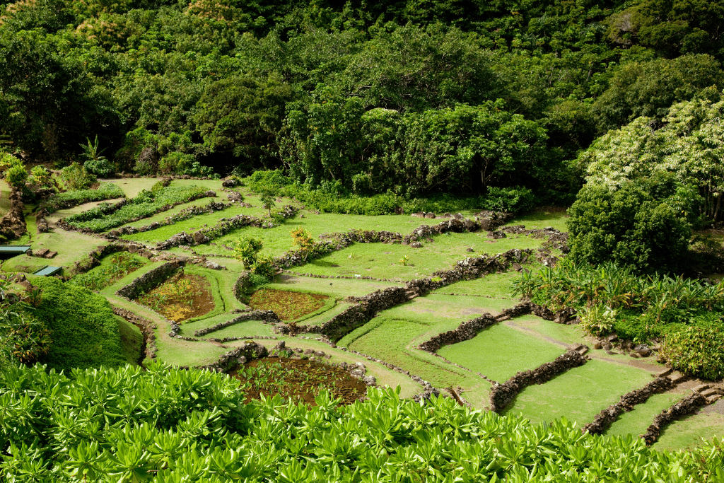 Jardin en pente aménagé en plusieurs niveaux