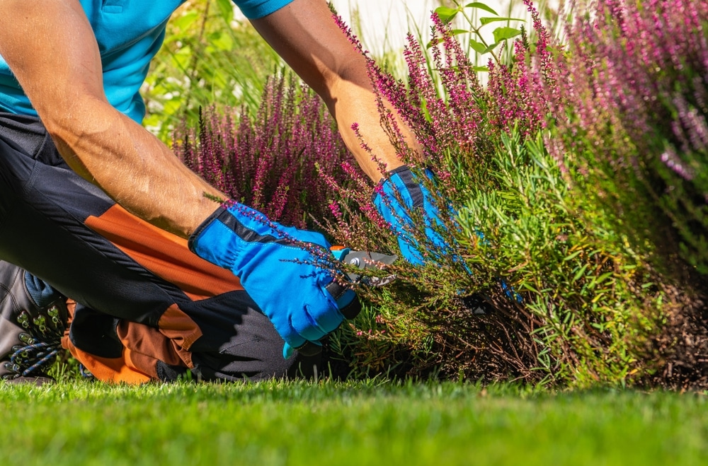 Travaux de jardin professionnel