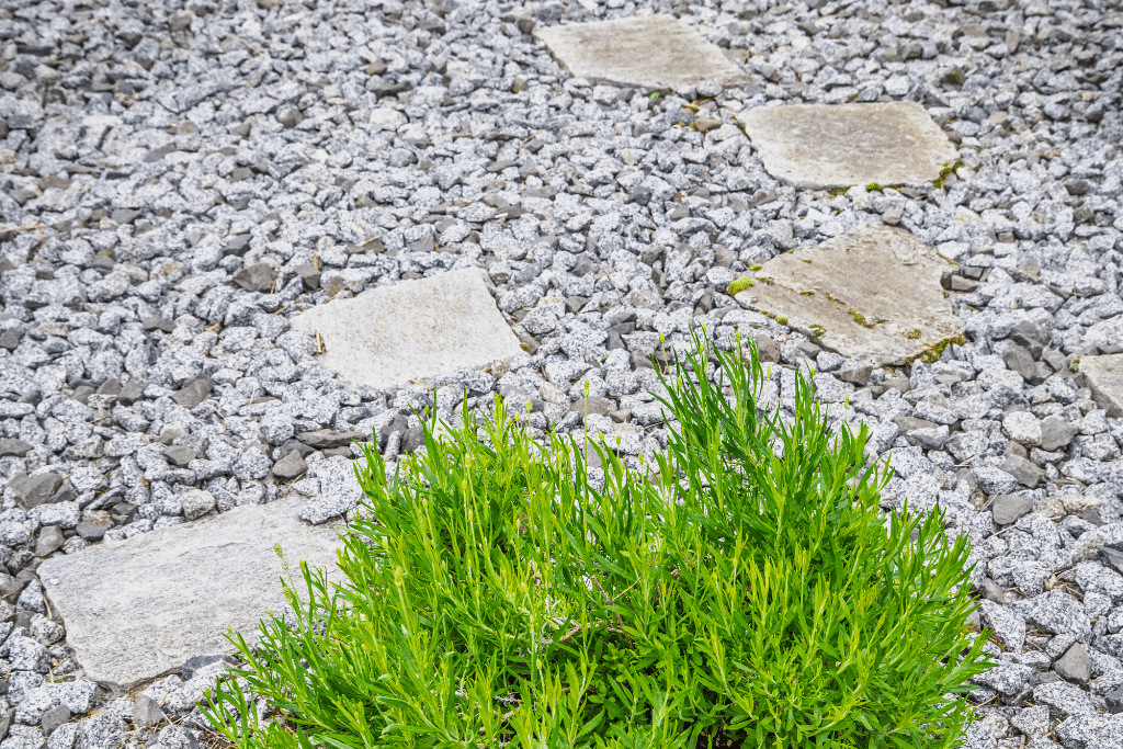 Aménagement d'un jardin méditerranéen avec pierre et gravier