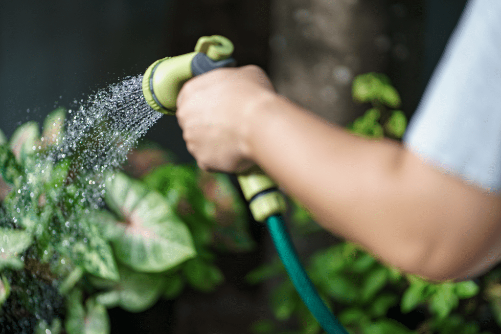 Arrosage ciblé et paillage dans un jardin méditerranéen
