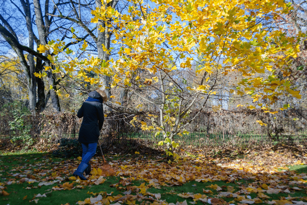 Feuilles mortes laissées au pied des arbres
