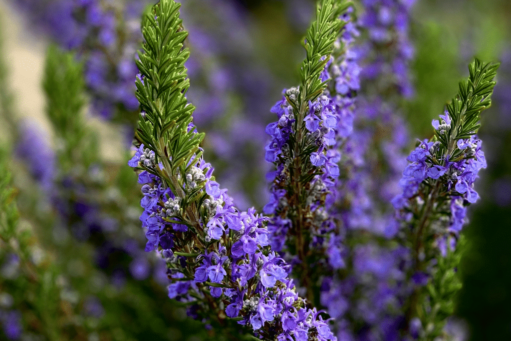 Plantes et végétaux pour un jardin méditerranéen