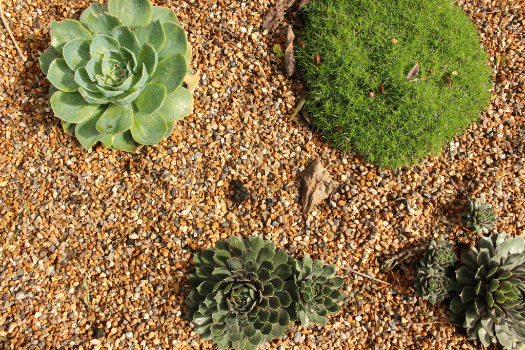 Lavandes et graminées plantées dans un jardin minéral