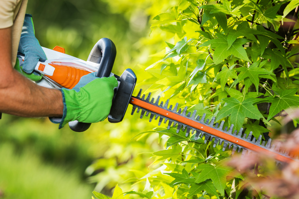 Taille d’une haie dans un jardin