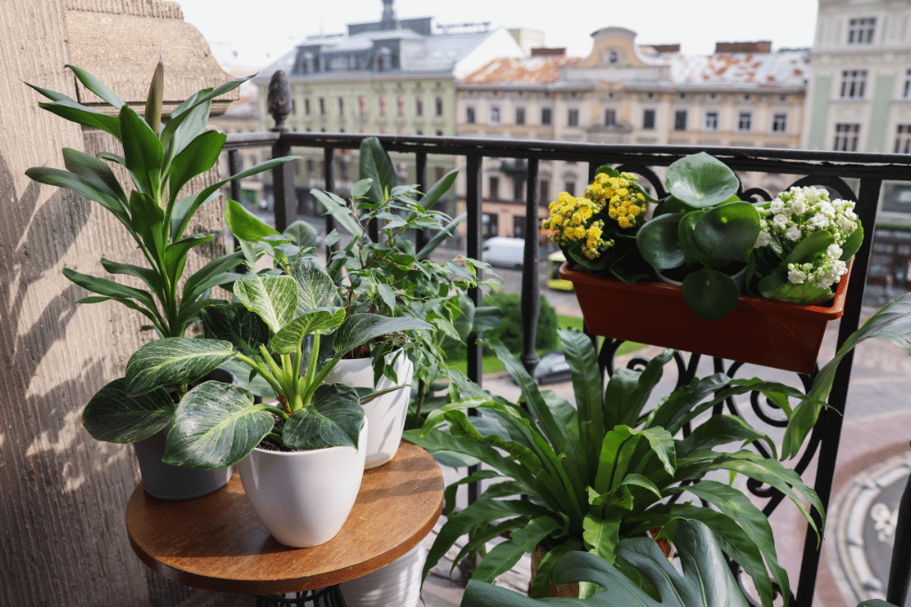 Terrasse végétalisée avec plantes en pots et jardinières