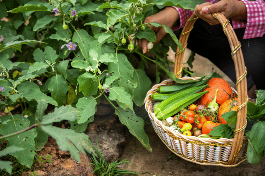 Jours racines, feuilles, fleurs et fruits au potager selon le calendrier lunaire