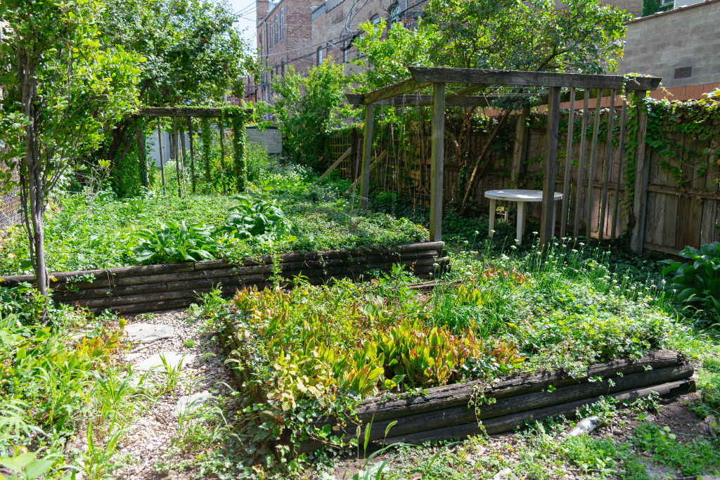 Jardin à l’abandon envahi par les ronces et les herbes hautes