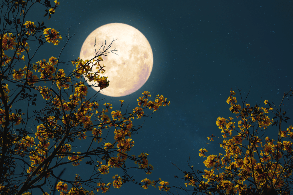 Calendrier lunaire 2027 : pleine lune au-dessus d’un potager